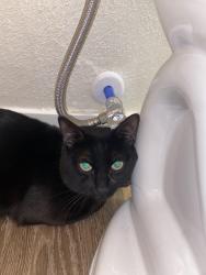 Reunited Unknown Cat last seen dutch bros, Denver, CO 80249