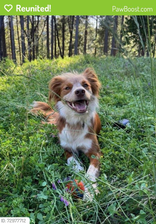Reunited Male Dog last seen Rte 20, Nevada City, CA 95959