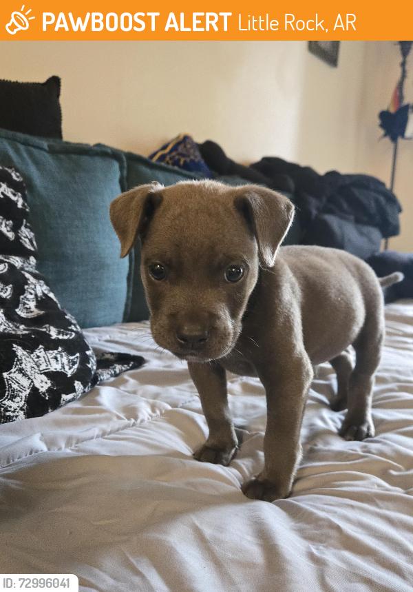 Found/Stray Male Dog last seen Capitol Hill apmts, Little Rock, AR 72223