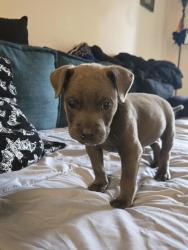 Found/Stray Male Dog last seen Capitol Hill apmts, Little Rock, AR 72223