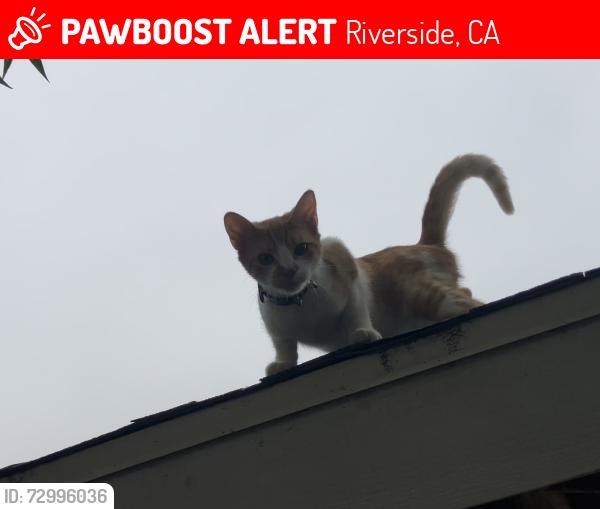 Lost Female Cat last seen Limonite Avenue, Jurupa Rd, Riverside, CA 92509