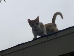 Lost Female Cat last seen Limonite Avenue, Jurupa Rd, Riverside, CA 92509