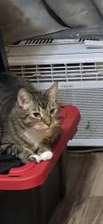 Lost Male Cat last seen 2nd and Franklin , Minneapolis, MN 55404