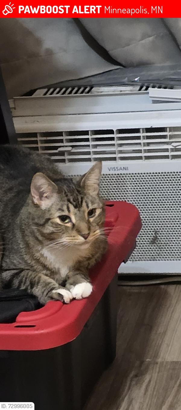 Lost Male Cat last seen 2nd and Franklin , Minneapolis, MN 55404