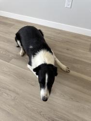 Reunited Female Dog last seen Alma Ln, Southside, Locust Ln, Happy Valley , Nampa, ID 83686