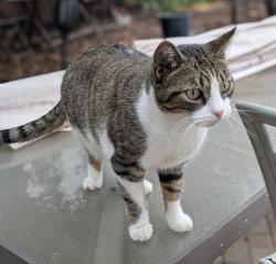 Lost Female Cat last seen Margaret & Sweetwater Rd, Bonita, CA 91902
