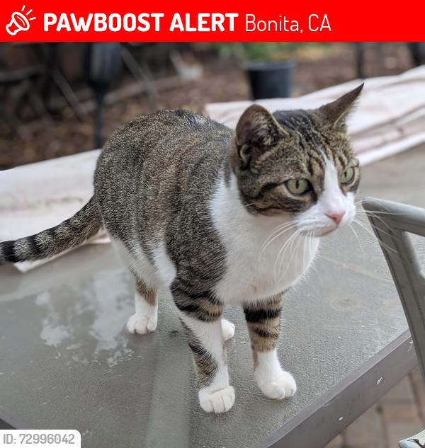 Lost Female Cat last seen Margaret & Sweetwater Rd, Bonita, CA 91902