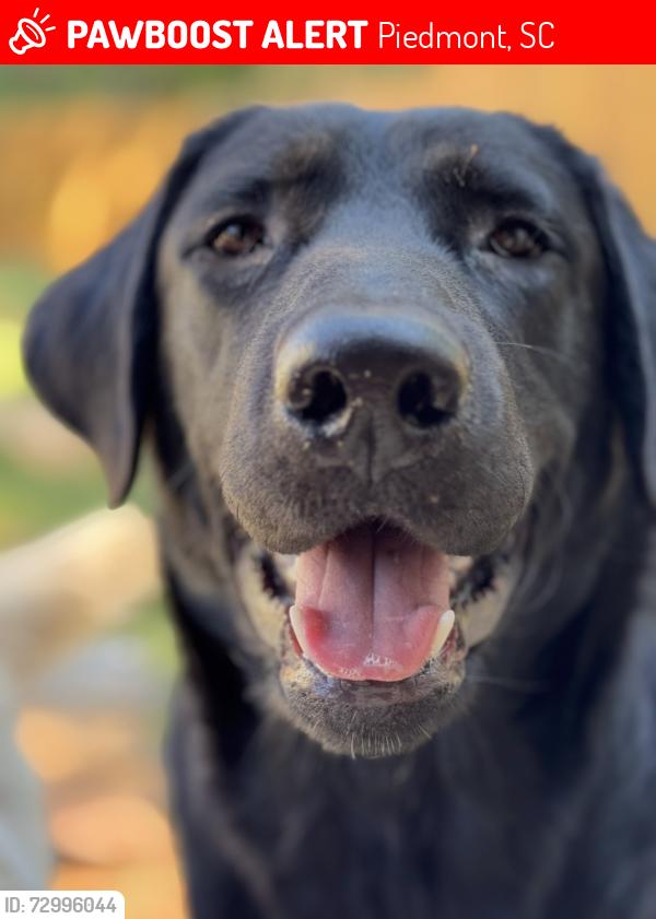Lost Male Dog last seen Power trac gas station, Piedmont, SC 29673