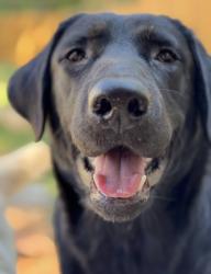 Lost Male Dog last seen Power trac gas station, Piedmont, SC 29673