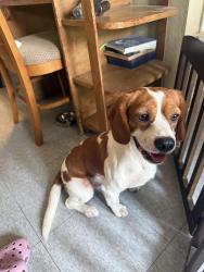Reunited Male Dog last seen N Meadows Dr, Austin, TX 78758