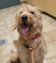 Shelter Stray Male Dog last seen Oregon Humane, OR, 1700 W Historic Columbia River Hwy, Troutdale, OR 97060, USA