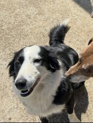 Reunited Female Dog last seen Stone Dr , Fort Worth, TX 76028