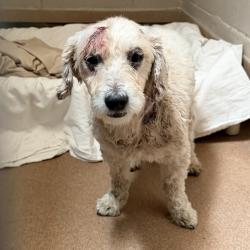 Shelter Stray Male Dog last seen Near Alvarado Road, San Diego, CA, 92120, 5500 Gaines St, San Diego, CA 92110, USA