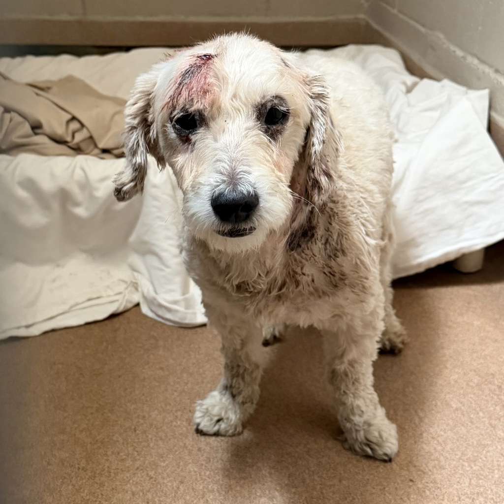 Shelter Stray Male Dog last seen Near Alvarado Road, San Diego, CA, 92120, 5500 Gaines St, San Diego, CA 92110, USA