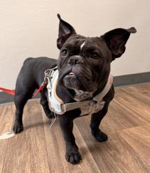 Shelter Stray Female Dog last seen Adelaide Avenue, San Diego, CA, 92115, 5500 Gaines St, San Diego, CA 92110, USA