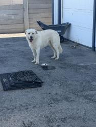 Found/Stray Male Dog last seen Bussell, Bakersfield, CA 93312