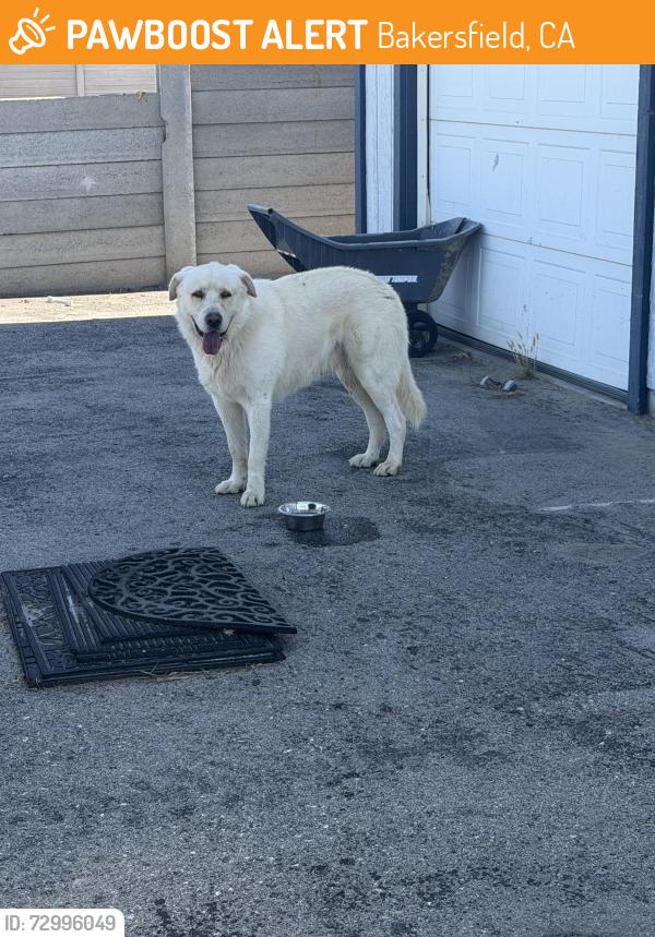 Found/Stray Male Dog last seen Bussell, Bakersfield, CA 93312