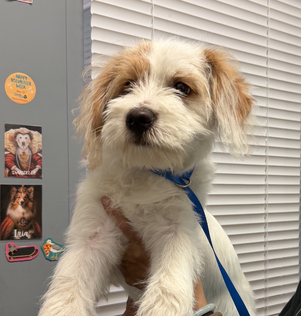 Shelter Stray Female Dog last seen balboa park, San Diego, CA, 92101, 5500 Gaines St, San Diego, CA 92110, USA