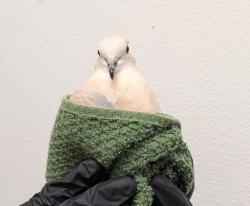 Shelter Stray Unknown Other last seen 9911, Chula Vista, CA, 91911, 5500 Gaines St, San Diego, CA 92110, USA