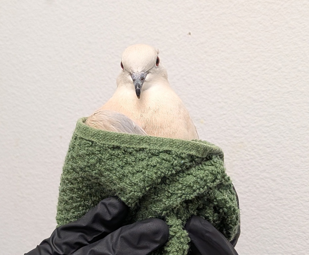 Shelter Stray Unknown Other last seen 9911, Chula Vista, CA, 91911, 5500 Gaines St, San Diego, CA 92110, USA