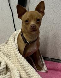 Shelter Stray Male Dog last seen Near Woodland Parkway, San Marcos, CA, 92069, Escondido, CA 92027, USA