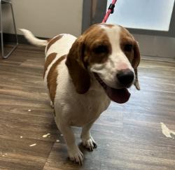 Shelter Stray Female Dog last seen Near Idaho Street, San Diego, CA, 92104, 5500 Gaines St, San Diego, CA 92110, USA