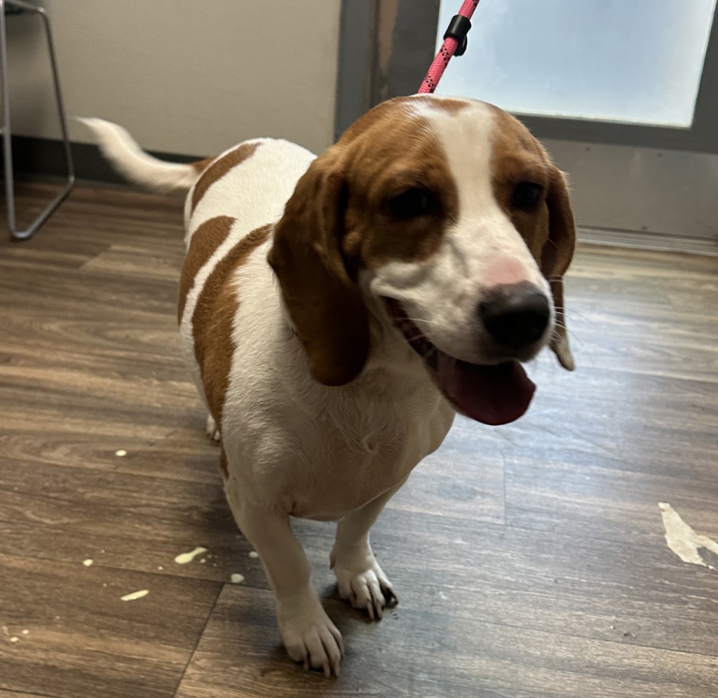 Shelter Stray Female Dog last seen Near Idaho Street, San Diego, CA, 92104, 5500 Gaines St, San Diego, CA 92110, USA