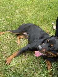 Found/Stray Female Dog last seen Runyon and Lapin , Detroit, MI 48205