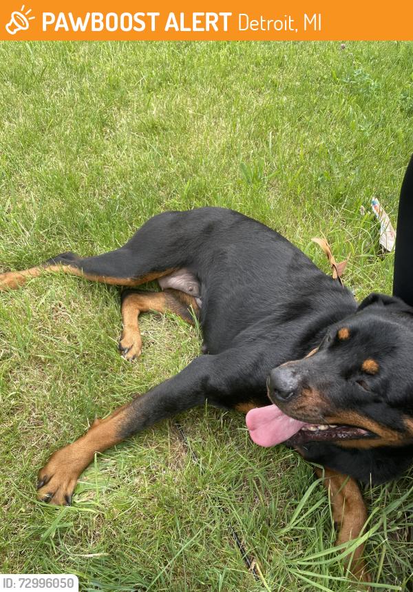 Found/Stray Female Dog last seen Runyon and Lapin , Detroit, MI 48205