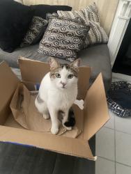Lost Male Cat last seen Civic center, Norwalk, CA 90650