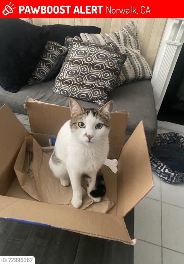 Lost Male Cat last seen Civic center, Norwalk, CA 90650