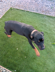 Lost Female Dog last seen Lives in Olivina Avenue Livermore Right next to the McDonald's on North P Street , Livermore, CA 94551