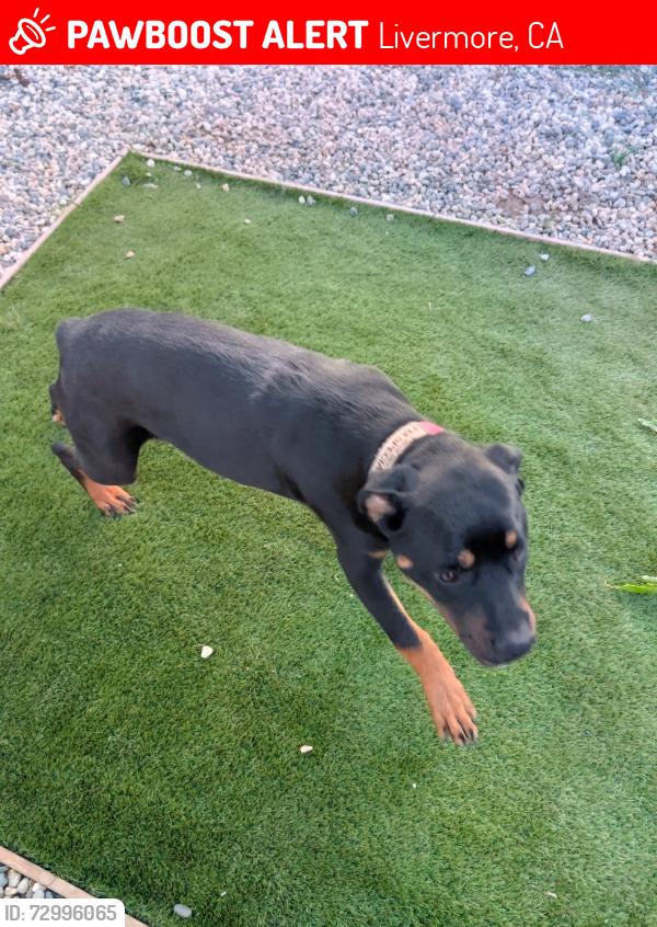 Lost Female Dog last seen Lives in Olivina Avenue Livermore Right next to the McDonald's on North P Street , Livermore, CA 94551