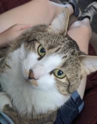 Lost Male Cat last seen Telegraph and 12 Mile Rd, Southfield, MI 48034