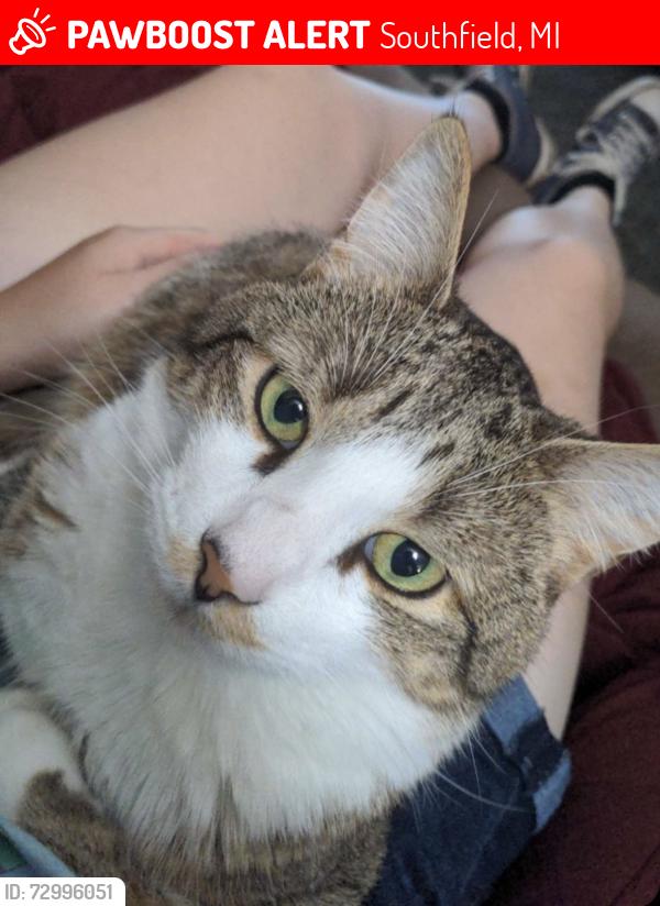 Lost Male Cat last seen Telegraph and 12 Mile Rd, Southfield, MI 48034