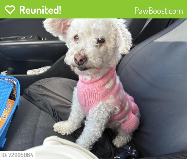 Reunited Female Dog last seen Near N Ware Rd McAllen, TX  78504 United States, McAllen, TX 78504