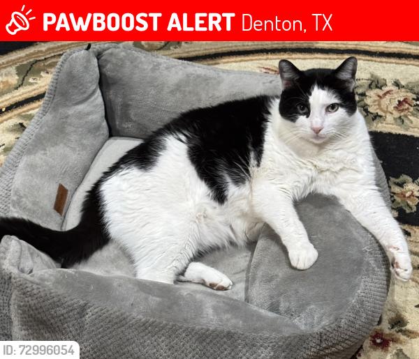 Lost Male Cat last seen Sherman dr, Denton, TX 76207