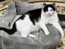 Lost Male Cat last seen Sherman dr, Denton, TX 76207