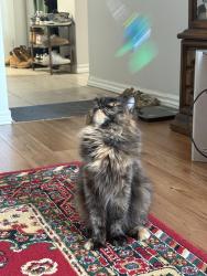 Reunited Female Cat last seen Victoria park and sunrise avenue, Toronto, ON M4A 2S2