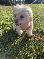 Lost Female Dog last seen CedarWood Drive/Apex Street, Banning, CA 92220