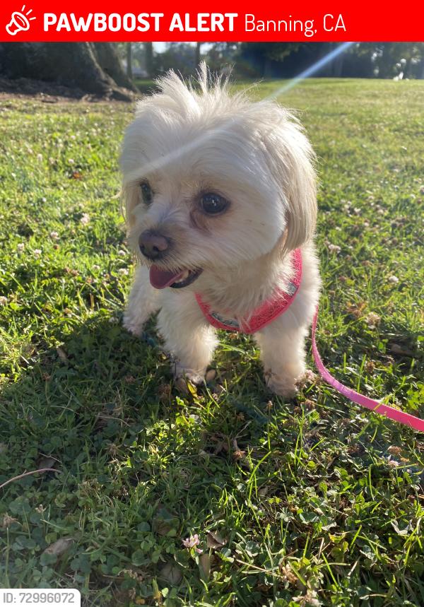 Lost Female Dog last seen CedarWood Drive/Apex Street, Banning, CA 92220