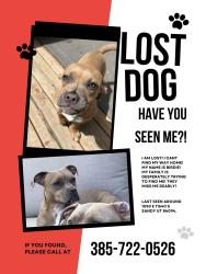 Reunited Female Dog last seen Sunburn church park, Sandy, UT 84094