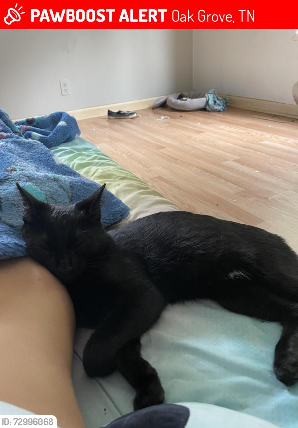 Lost Male Cat last seen Oak grove villiage 37615, Oak Grove, TN 37615