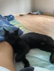 Lost Male Cat last seen Oak grove villiage 37615, Oak Grove, TN 37615
