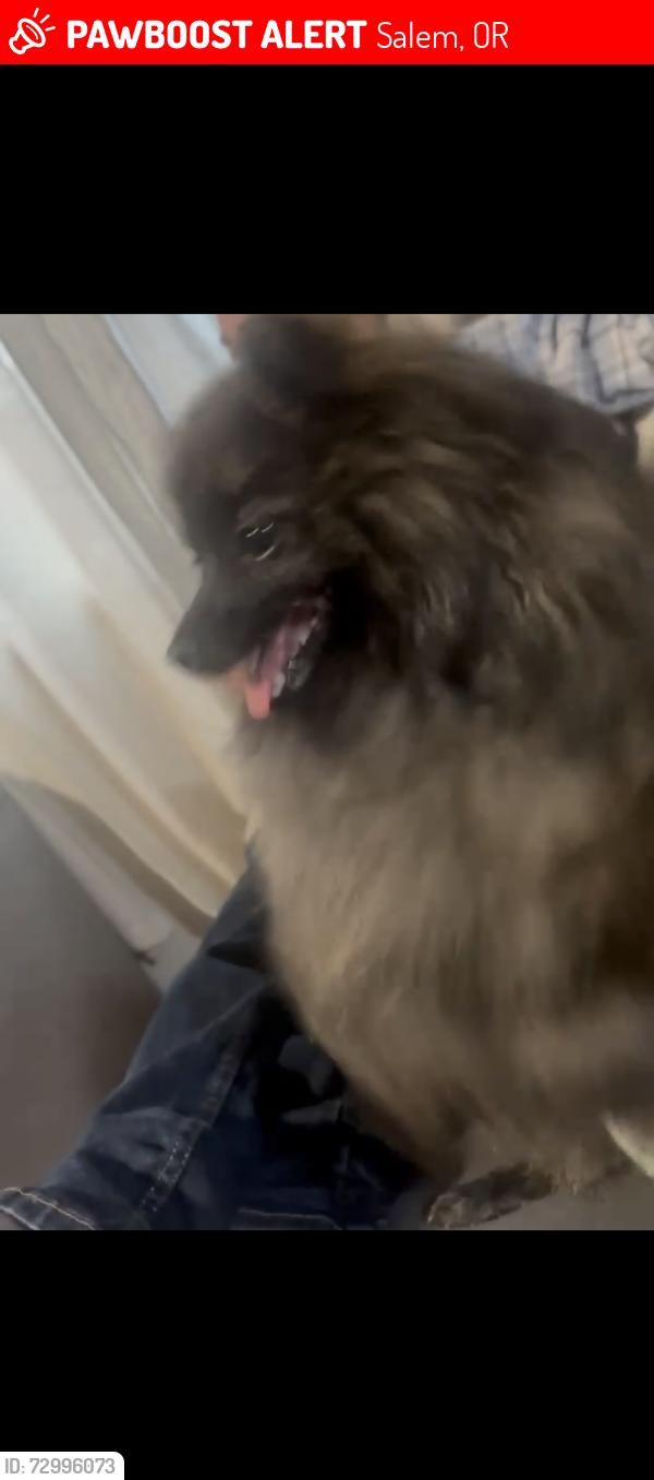 Lost Female Dog last seen Silverton rd and carmelle ct , Salem, OR 97305