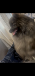 Lost Female Dog last seen Silverton rd and carmelle ct , Salem, OR 97305
