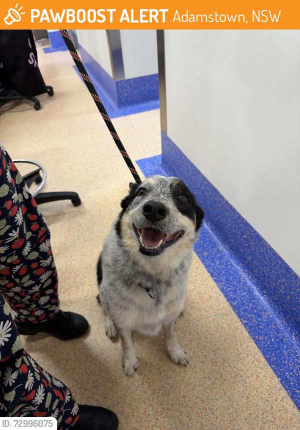 Found/Stray Male Dog last seen brunker road vets , Adamstown, NSW 2289