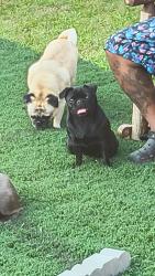 Reunited Female Dog last seen Mentzer Gap Rd, Waynesboro, PA 17268