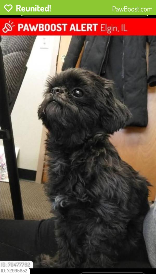 Reunited Male Dog last seen bluff city blvd and liberty st  elgin, Elgin, IL 60120