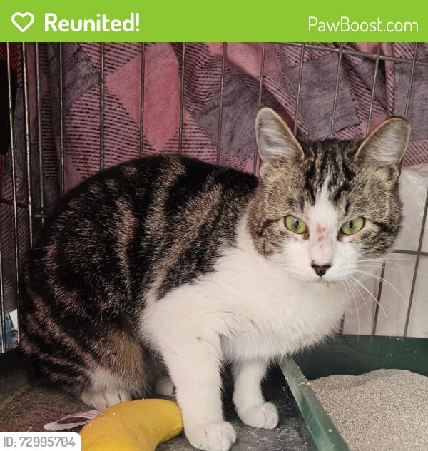 Reunited Female Cat last seen Golden horn and Garden Springs, Fort Worth, TX 76123